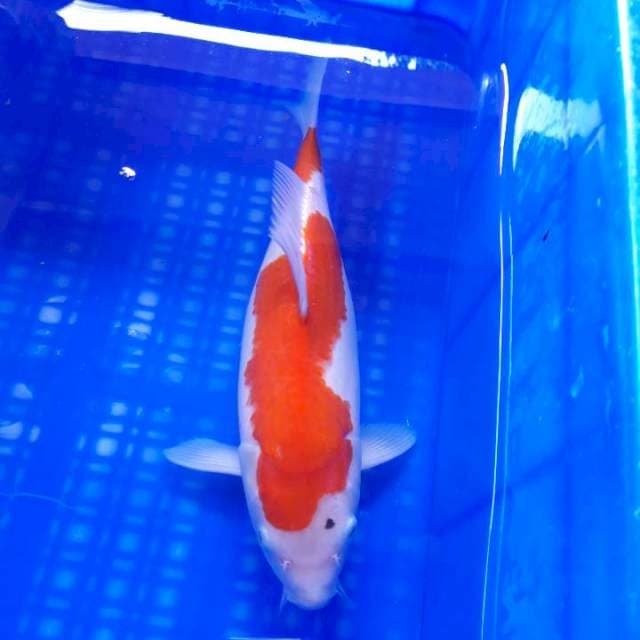 Kohaku Bulky Ori 30cm