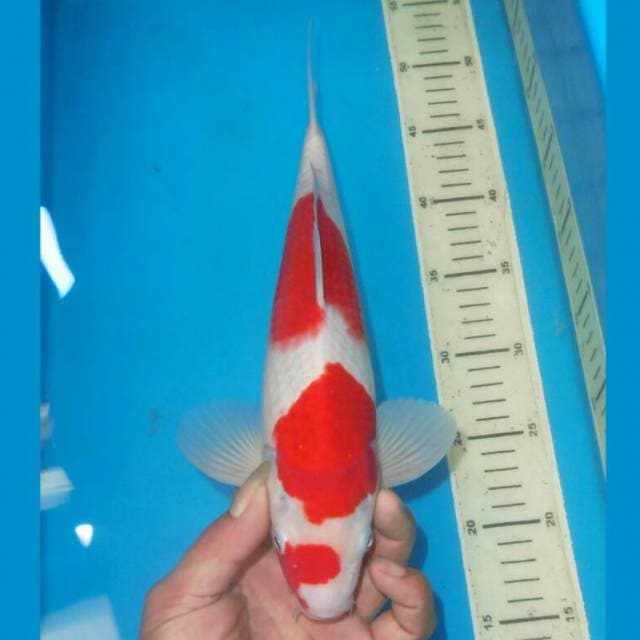SANDAN KOHAKU TERPEDO