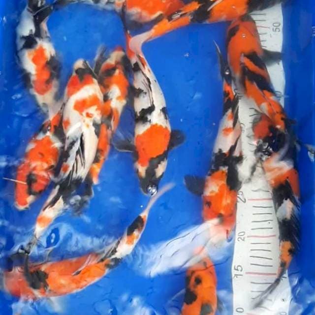 Paket 2. Mixs showa 13 ekor 26 - 30 cm