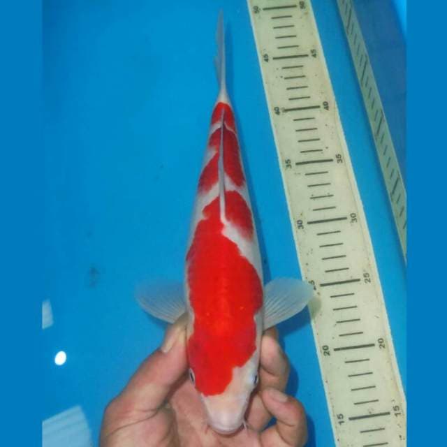 KOHAKU SIMETRIS