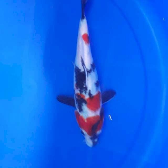 Kindai Showa 23cm