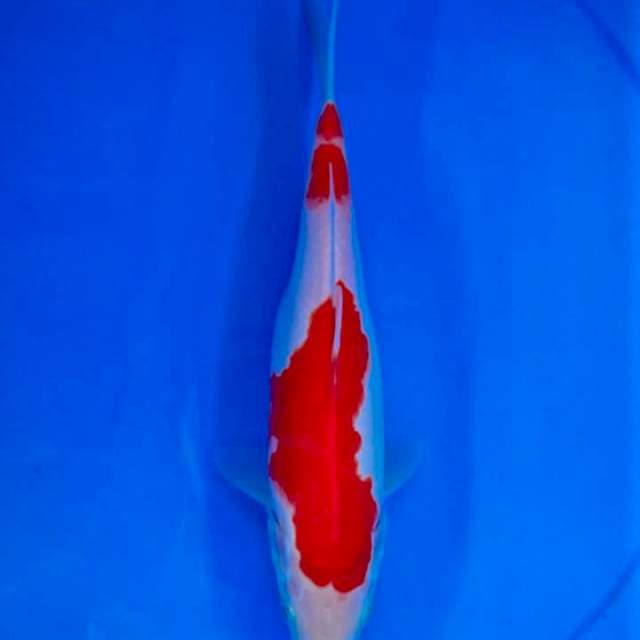 Kohaku
