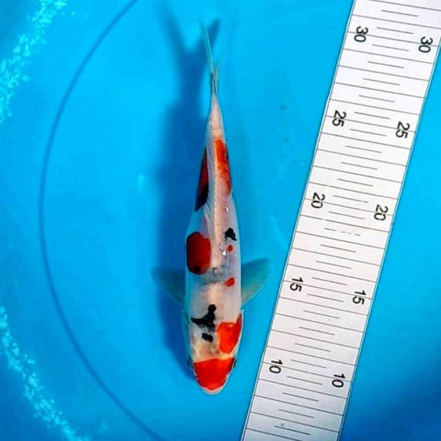 20cm