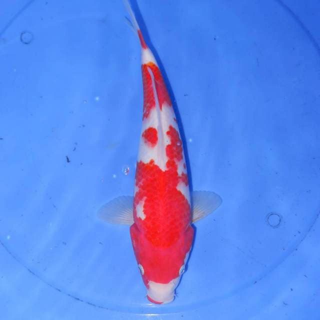 KOHAKU NIDAN