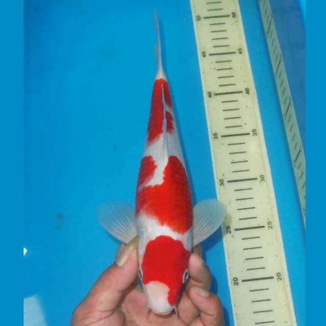 3STEP KOHAKU