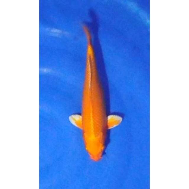 HQ Orenji Ogon 29cm (F)