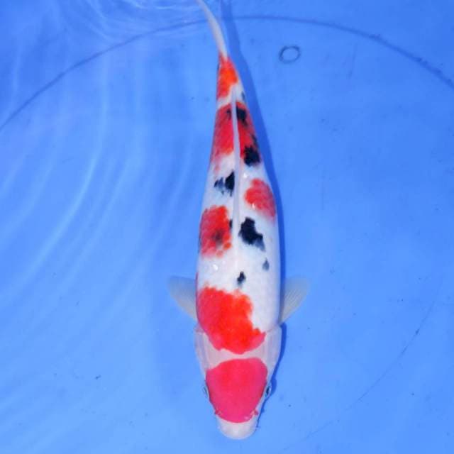 31CM SANKE TSUBOSUMI