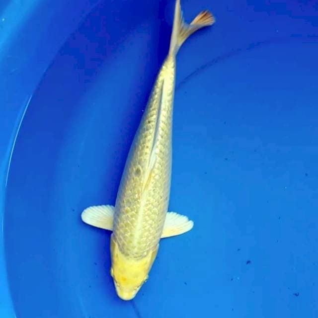 30CM YAMABUKI OGON