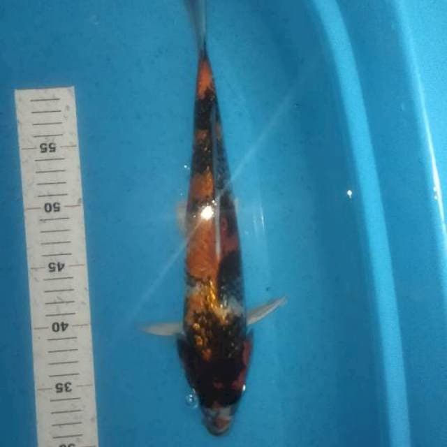 Showa gindrin 35cm