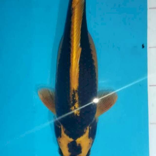 Kin Kabuto 30cm betina