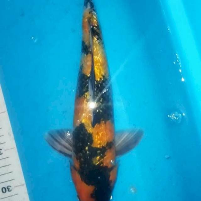 Showa 35cm ginrin