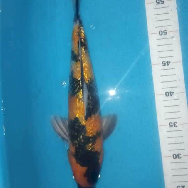 Showa 35cm ginrin