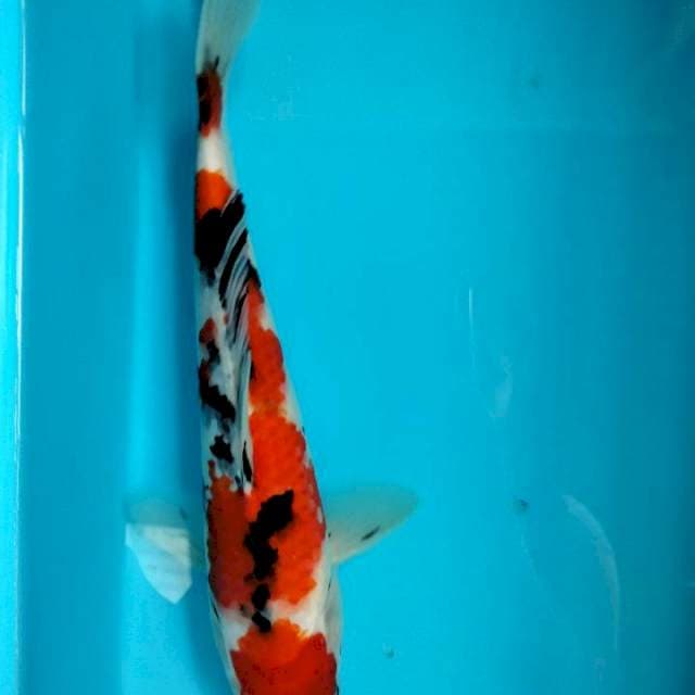 Sanke 29cm