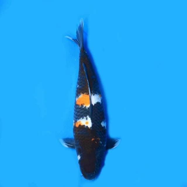 Showa 45cm (F)