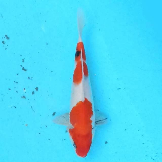 Sanke 21 cm
