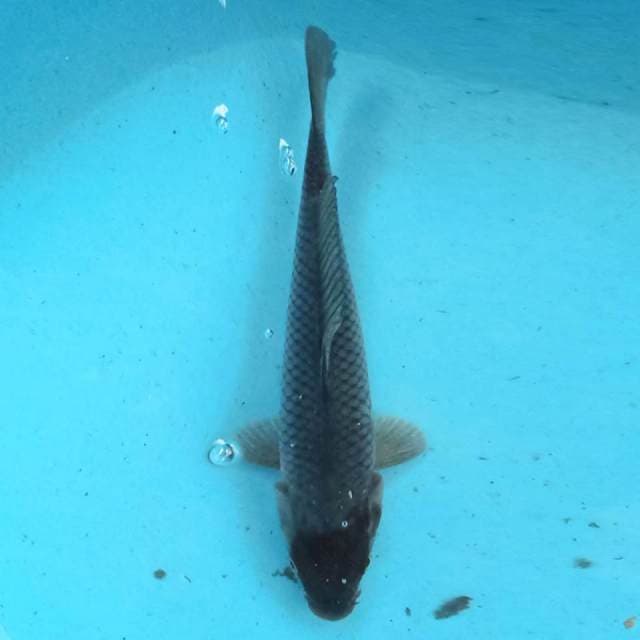 Ochina 23 cm