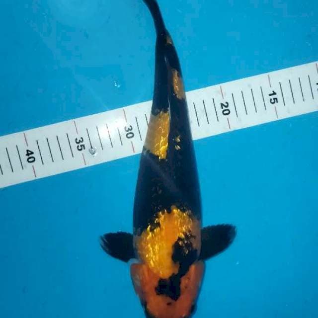 Utsuri ginrin 35cm