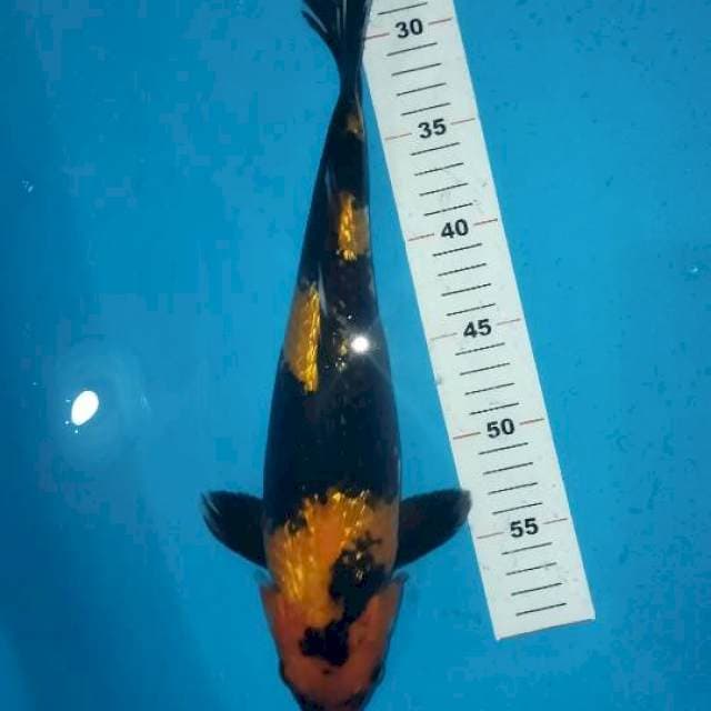 Utsuri ginrin 35cm