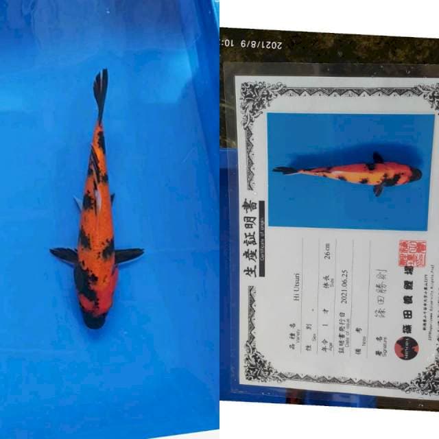 Hi Utsuri 30bu Import Shinoda