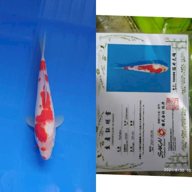 Kohaku 26cm Sakai Ltd B