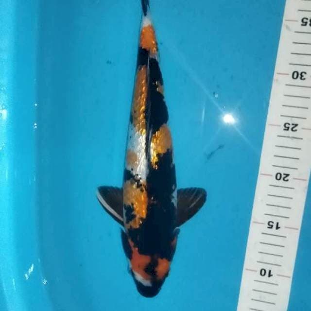 Showa gindrin 35cm