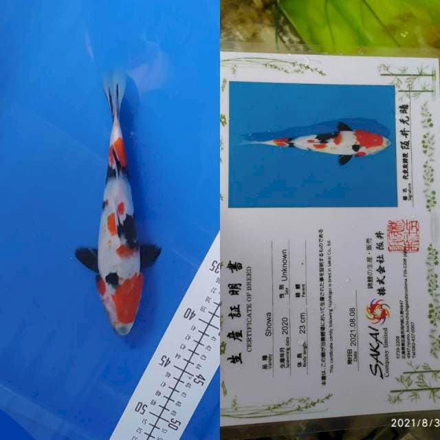 Showa 26cm Sakai Ltd