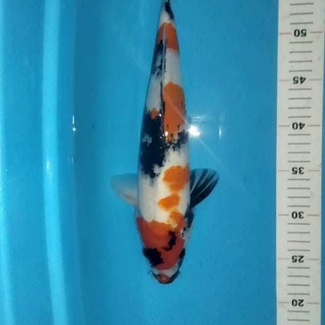 Showa 35cm