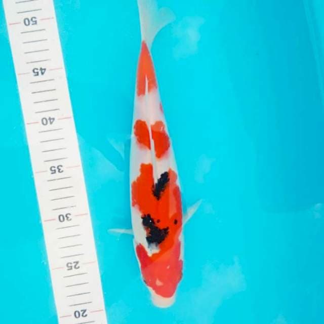 Sanke 31cm