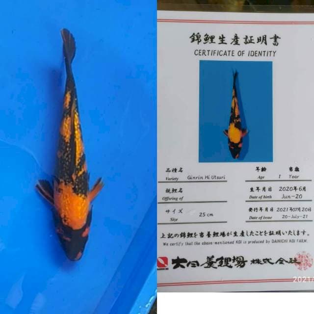 Gr Hi Utsuri 30bu Dainichi joss