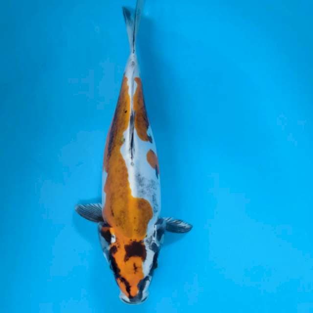 Kikokuryu 35bu