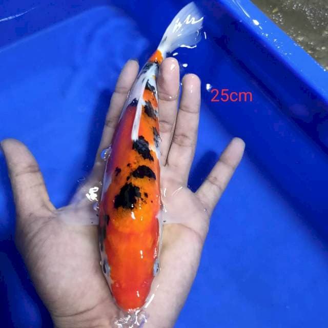 Sanke 25cm