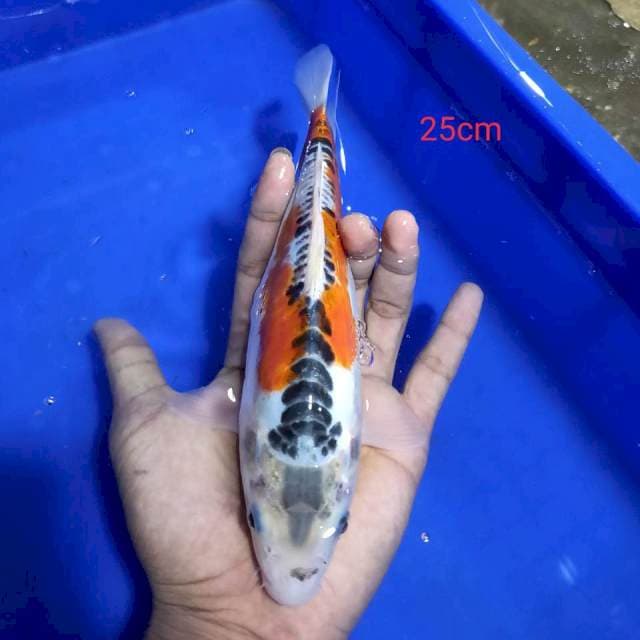 Ghosiki daoitsu 25cm