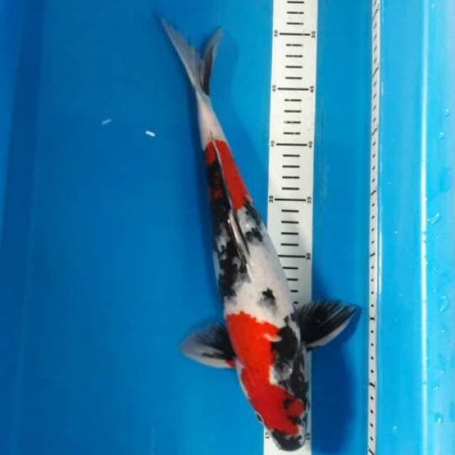 Showa 37cm