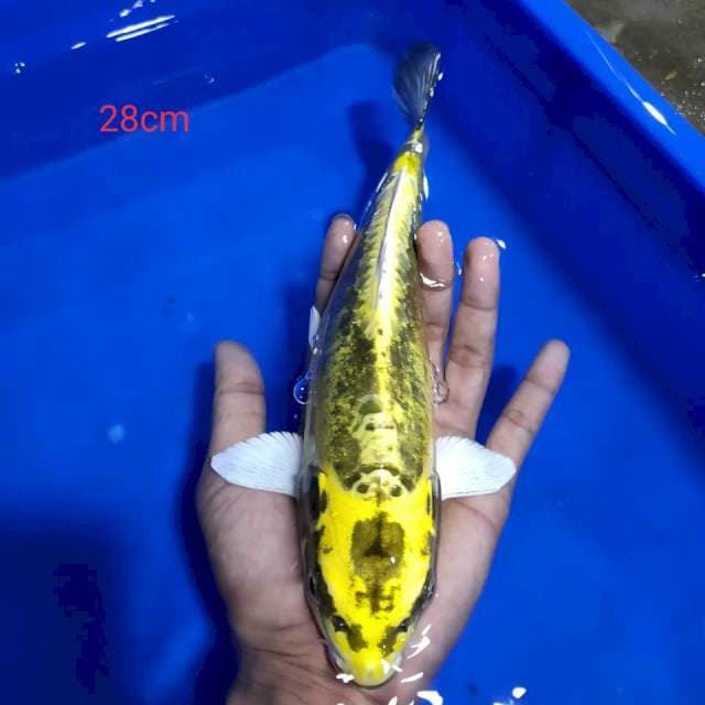 Antik 28cm