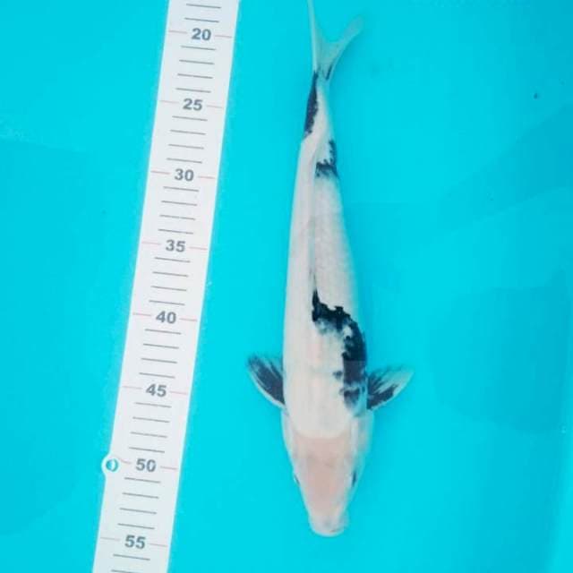 Shiro 35cm Jantan