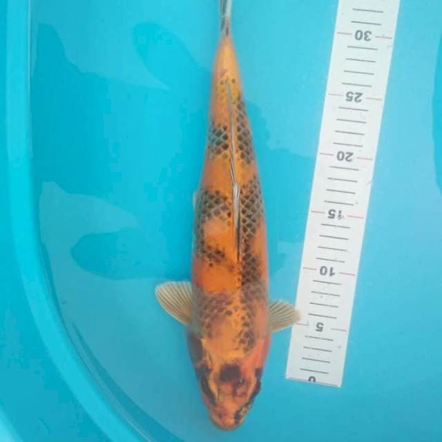 Hi showangar 38cm
