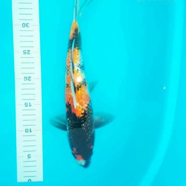 Hi showa jantan 36cm