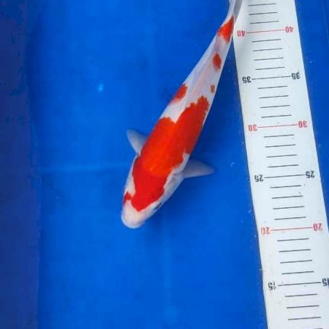 Kohakku strong 27cm