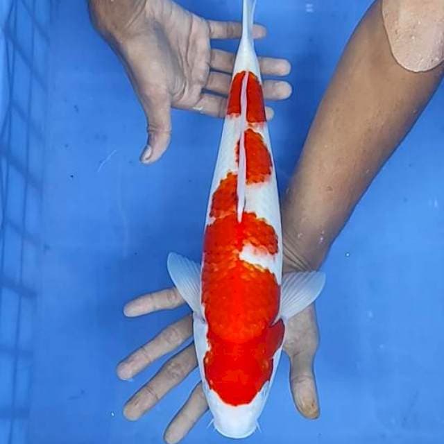 Kohaku bocor 39cm,