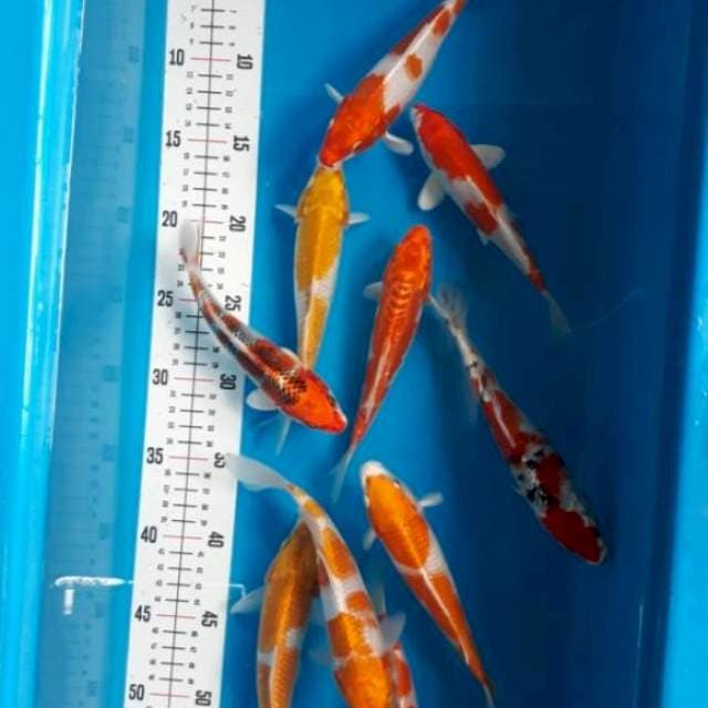 Mix Hariwake, Kojaku, Sanke hikari