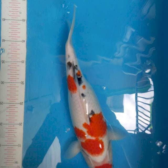 Sanke gendong telur 41cm