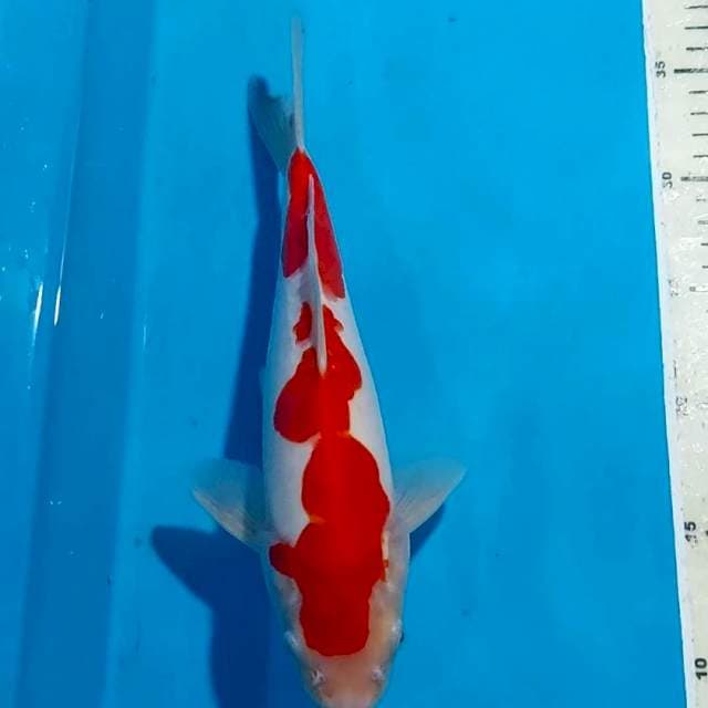 KOHAKU DOITSU RED STRONG 28 CM