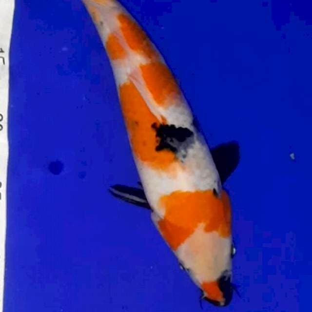 Showa 30 cm
