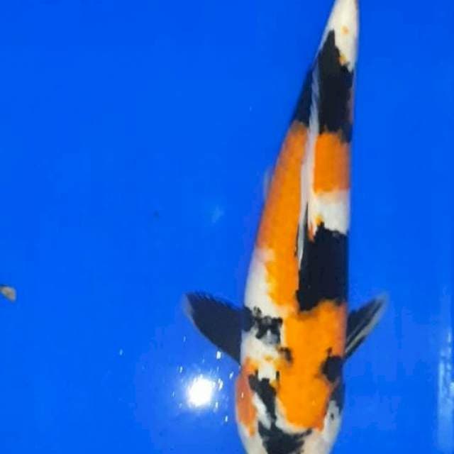Showa 30 cm