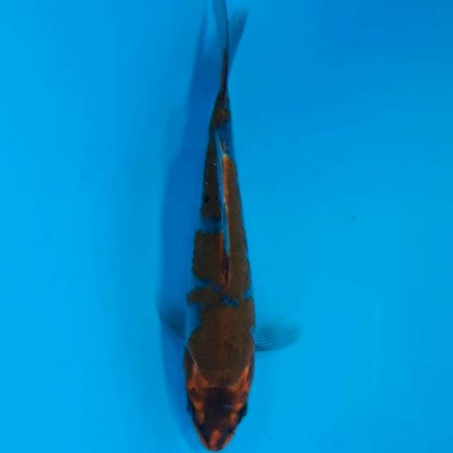 Kuro Goshiki 21cm