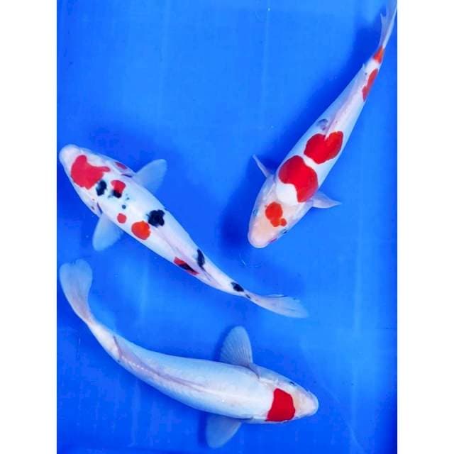 1. Doitsu Quality Original 3 Ekor || 25-27 cm