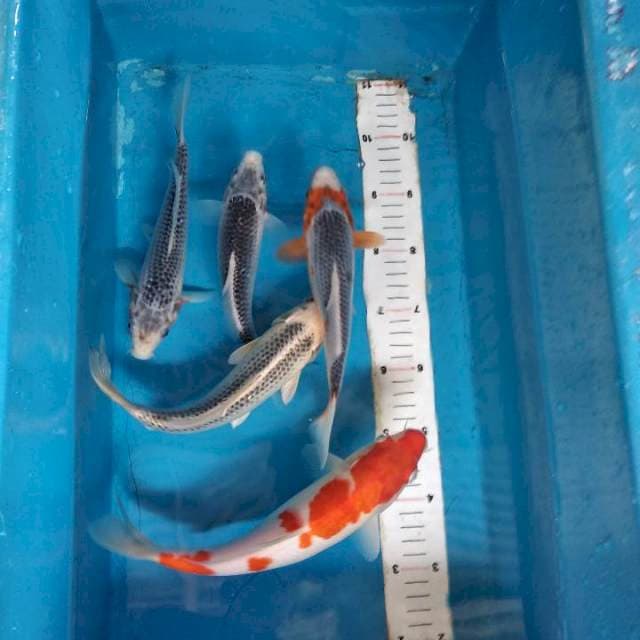 Mix koi 20-24cm