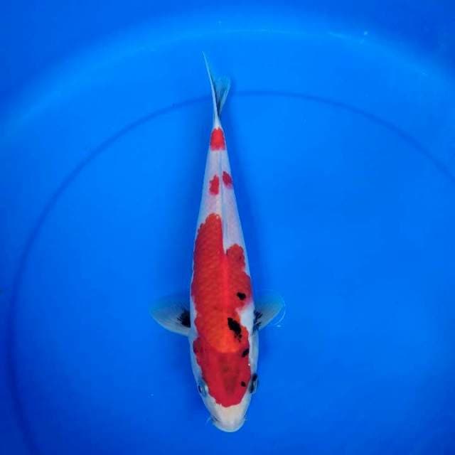 Showa Tategoi 25cm