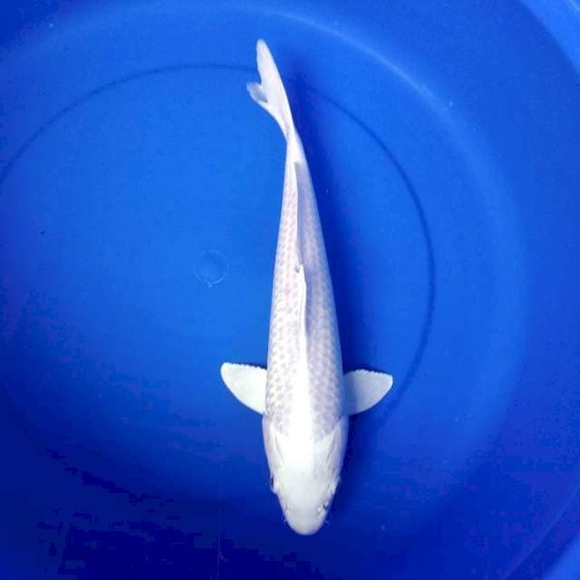 Platinum 35cm