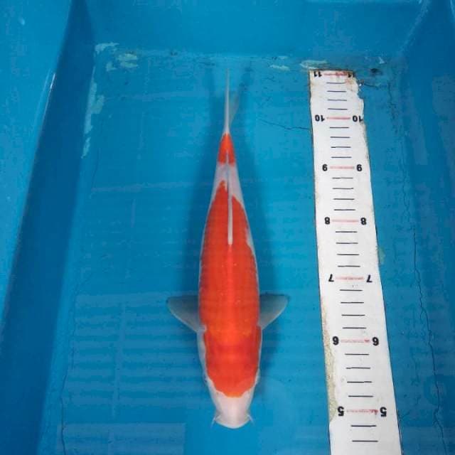 Kohaku 28cm